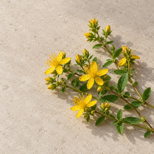 St John's Wort flowers