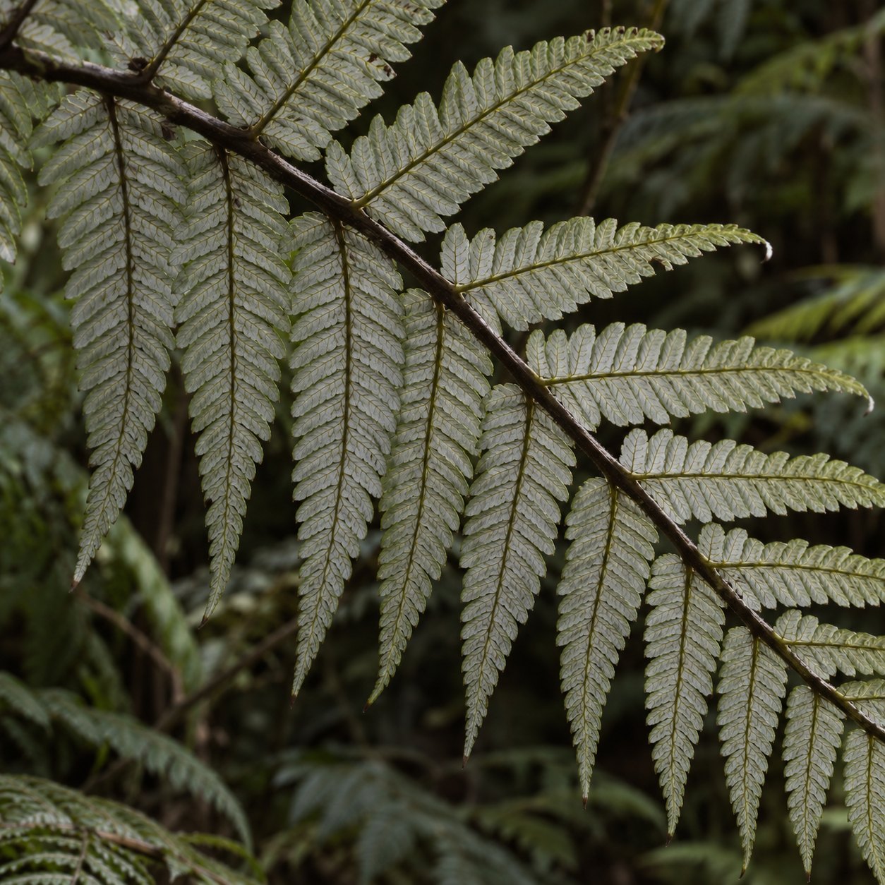 The silver underside of a ponga fern frond