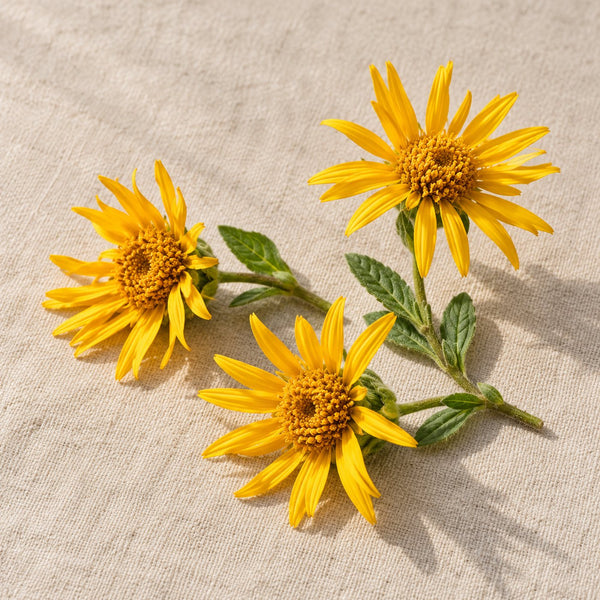 Arnica montana flowers