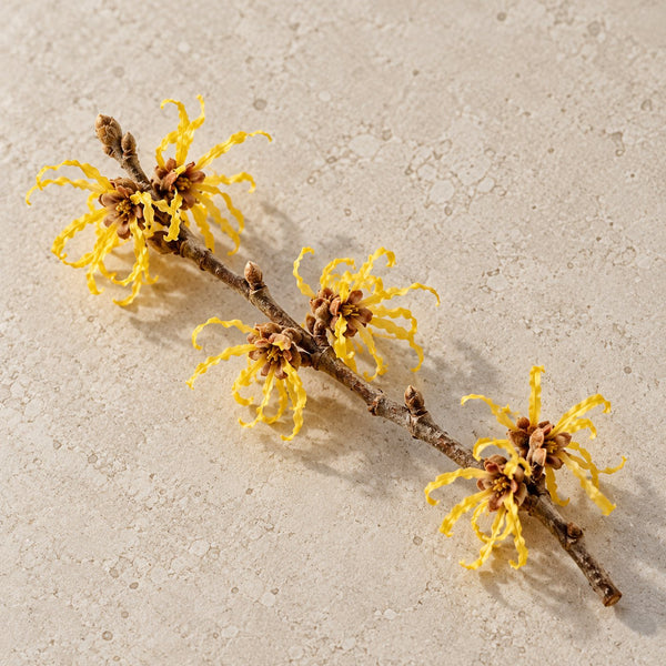 Witch hazel flowers