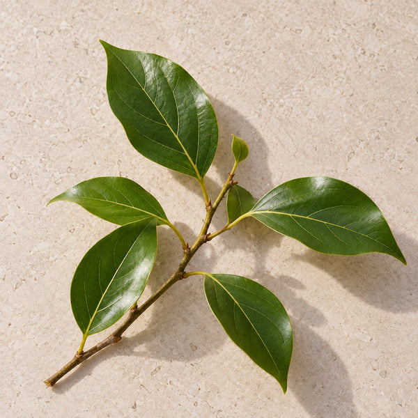 Camphor tree leaves
