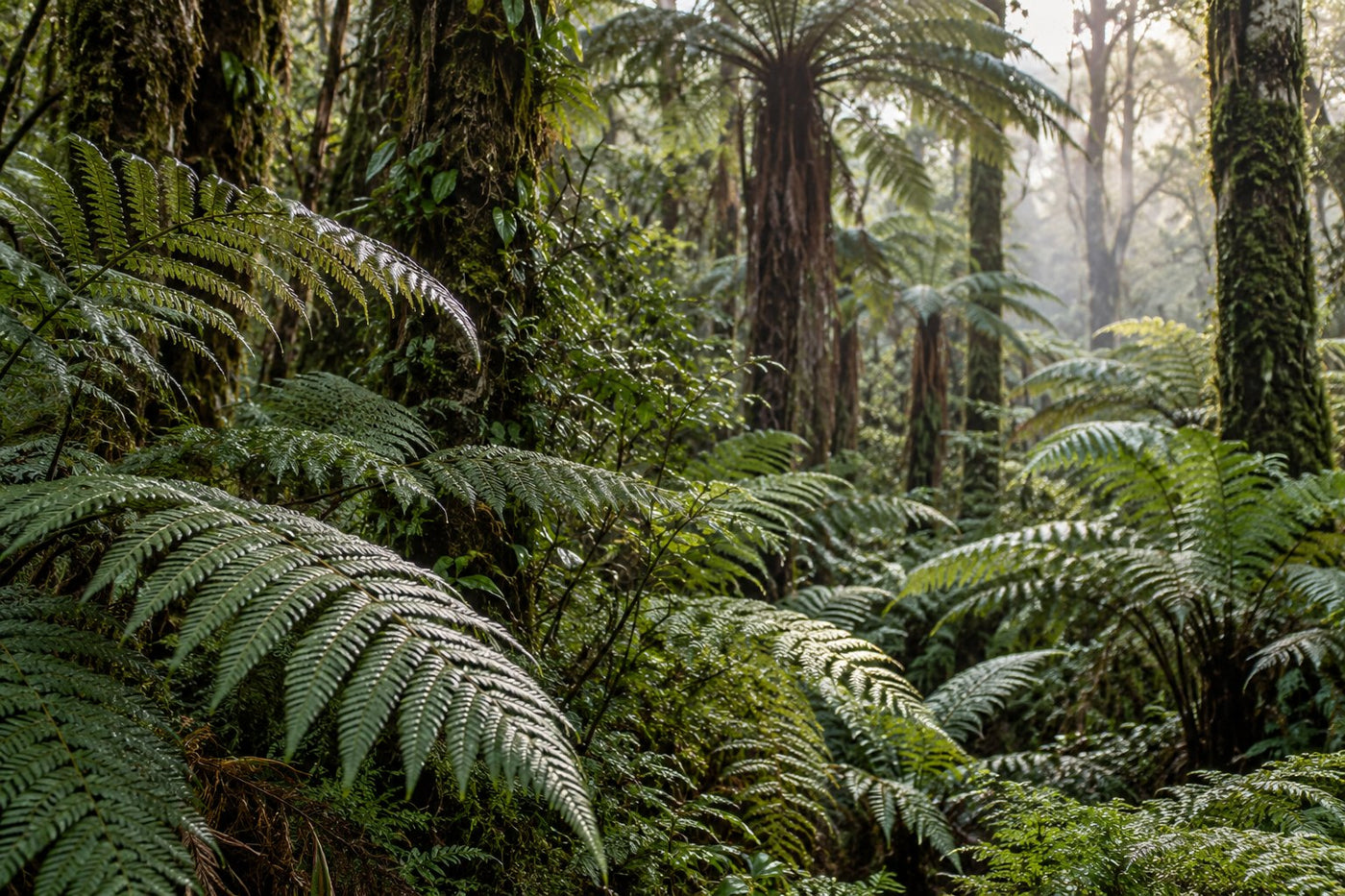 Tree ferns and silver ferns in native New Zealand bush, morning mist