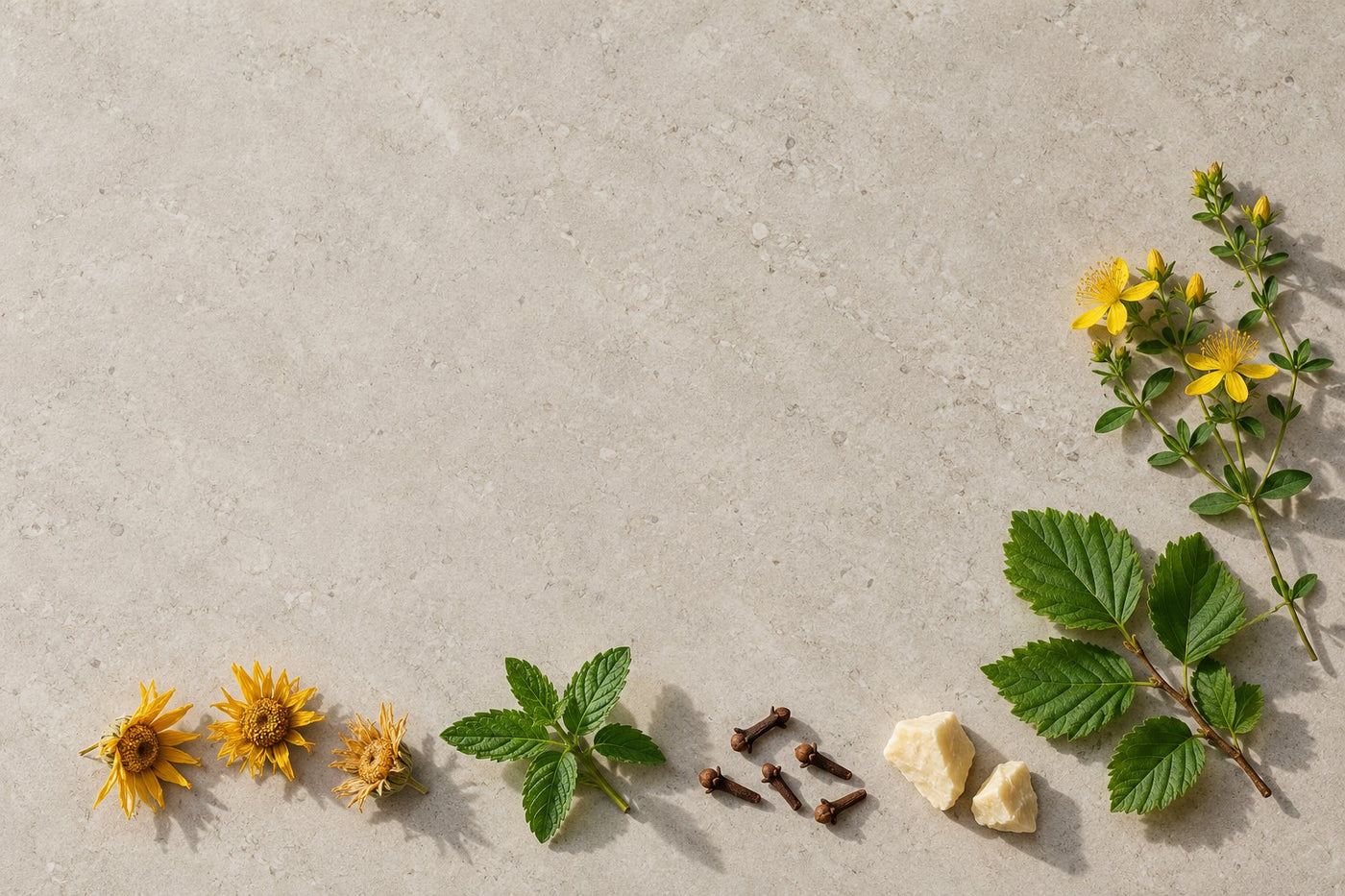 Arnica, St John's wort, spearmint, witch hazel, cloves and cocoa butter laid out on stone